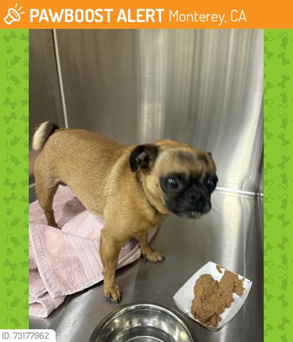 Found/Stray Male Dog last seen casa verde way, Monterey, CA 93940