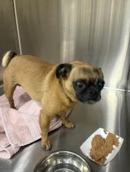 Found/Stray Male Dog last seen casa verde way, Monterey, CA 93940