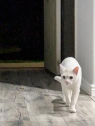 Reunited Unknown Cat last seen 92nd & Huron, Thornton, CO 80260