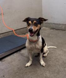 Reunited Male Dog last seen North bank, kennebec linear park, Ventura, CA 93004