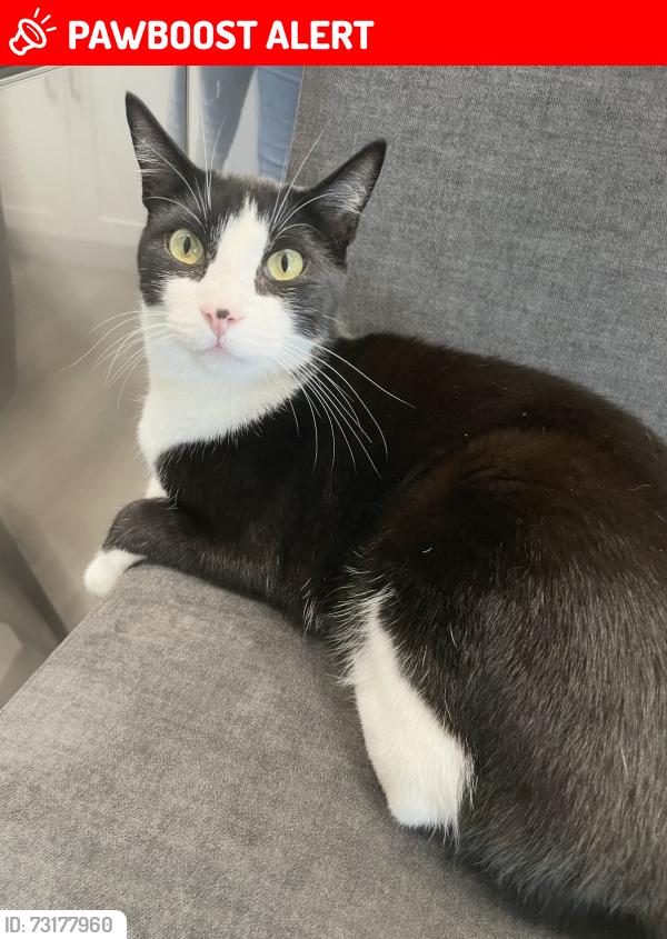 Lost Male Cat last seen Edinger & Edwards, near Lennox Dr Huntington Beach, Huntington Beach, CA 92647