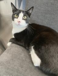 Lost Male Cat last seen Edinger & Edwards, near Lennox Dr Huntington Beach, Huntington Beach, CA 92647