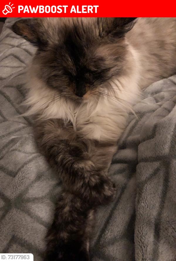 Lost Female Cat last seen Sylvan golf and country club lakeshore, Sylvan Lake, AB T4S 1G2