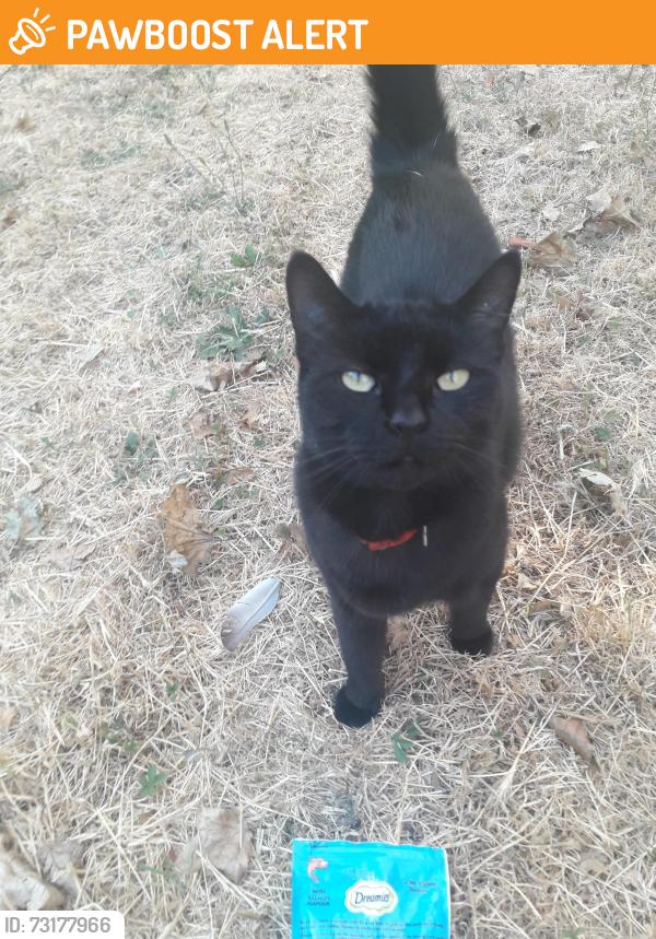Found/Stray Unknown Cat last seen Tabard street opposite pallant hse, Greater London, England 