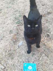 Found/Stray Unknown Cat last seen Tabard street opposite pallant hse, Greater London, England 