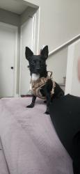 Reunited Male Dog last seen Steinbeck Dr, Las Vegas, NV 89115, USA, Sunrise Manor, NV 89115