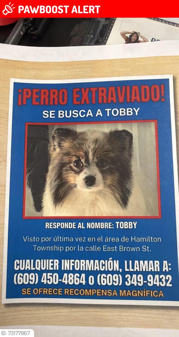 Lost Male Dog last seen Dollar chambers st, Hamilton Township, NJ 08610