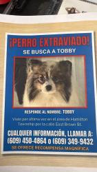 Lost Male Dog last seen Dollar chambers st, Hamilton Township, NJ 08610