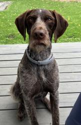 Lost Female Dog last seen Golden Valley MN, Golden Valley, MN 55422