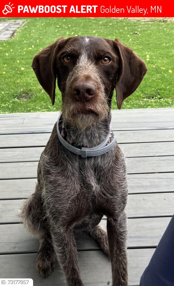 Lost Female Dog last seen Golden Valley MN, Golden Valley, MN 55422