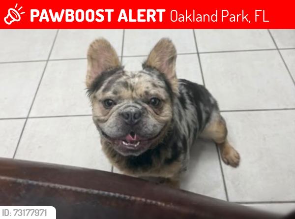 Lost Male Dog last seen Near NW 31st Ct Oakland park, Oakland Park, FL 33309