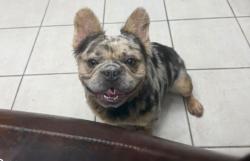 Lost Male Dog last seen Near NW 31st Ct Oakland park, Oakland Park, FL 33309