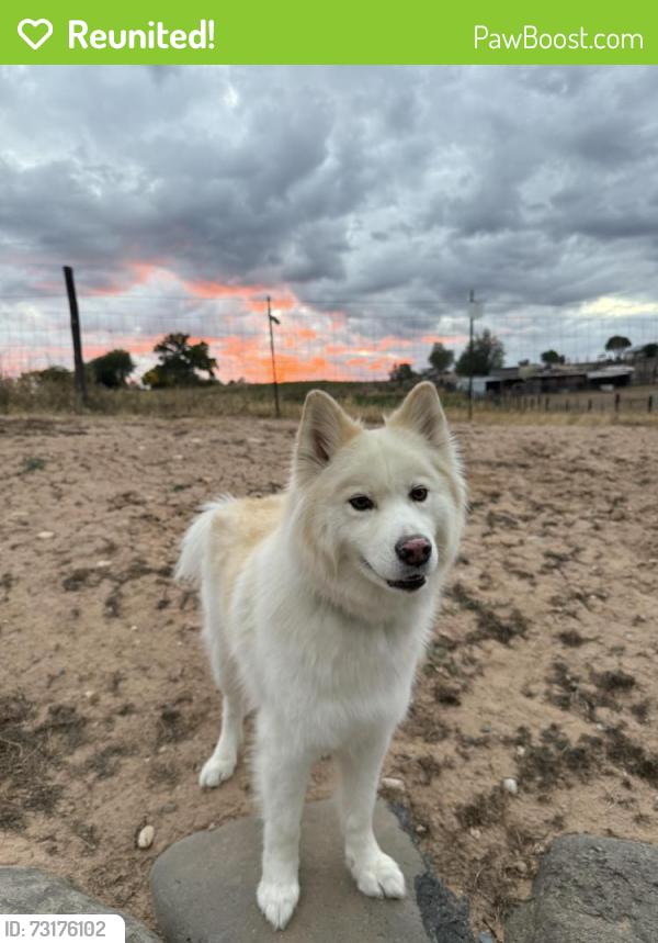 Reunited Female Dog last seen Nome st & 6th, Aurora, CO 80010