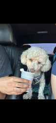 Lost Male Dog last seen Central, Los Angeles, CA 90001
