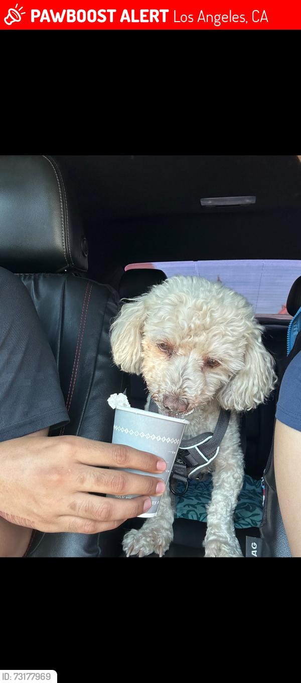 Lost Male Dog last seen Central, Los Angeles, CA 90001