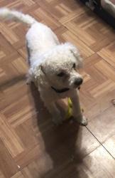 Reunited Male Dog last seen Dallas Tx, Dallas, TX 75217