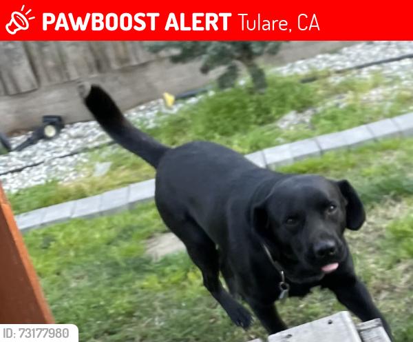 Lost Male Dog last seen Cross and west st, Tulare, CA 93274