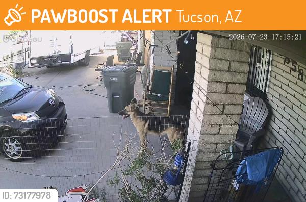 Found/Stray Male Dog last seen Drexel and park, Tucson, AZ 85706