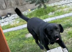 Lost Male Dog last seen Cross and west st, Tulare, CA 93274