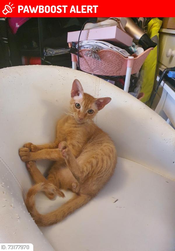 Lost Male Cat last seen Near village walk wednesbury ws10 0ps, West Midlands, England WS10 0PS