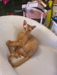 Lost Male Cat last seen Near village walk wednesbury ws10 0ps, West Midlands, England WS10 0PS