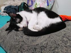 Lost Female Cat last seen Bevue Ave, Gladstone, OR 97027