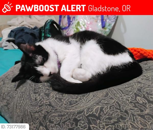 Lost Female Cat last seen Bevue Ave, Gladstone, OR 97027