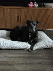 Reunited Female Dog last seen Light hse, Yonkers, NY 10701