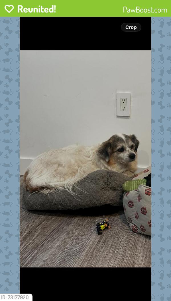 Reunited Male Dog last seen Los Angeles, CA 90062, USA, Los Angeles, CA 90062