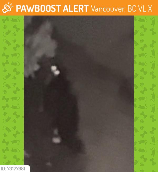 Found/Stray Unknown Cat last seen Near Balaclava Park, Vancouver, BC V6L 1X4