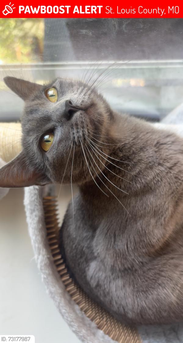 Lost Female Cat last seen Tesson Ferry, St. Louis County, MO 63128