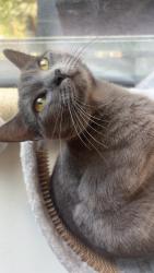 Lost Female Cat last seen Tesson Ferry, St. Louis County, MO 63128