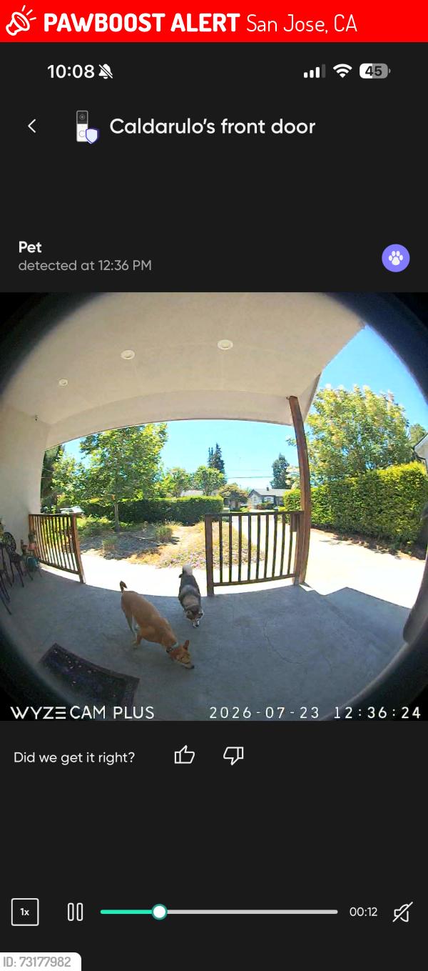 Lost Unknown Dog last seen Meridian & Hamilton, San Jose, CA 95125