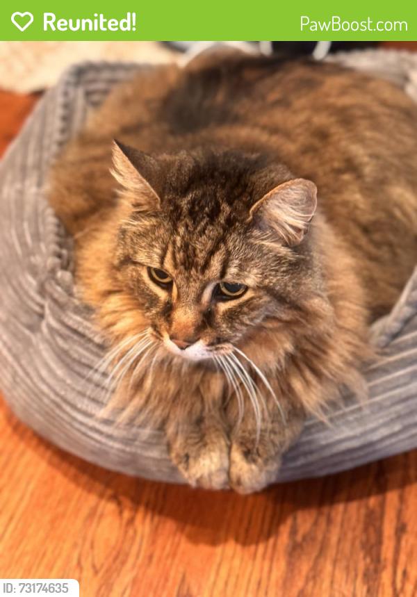 Reunited Male Cat last seen Johnson and Renette, El Cajon, CA 92020