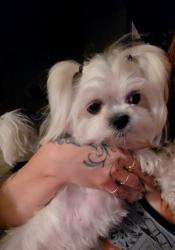 Lost Female Dog last seen Sahara, Las Vegas, NV 89142
