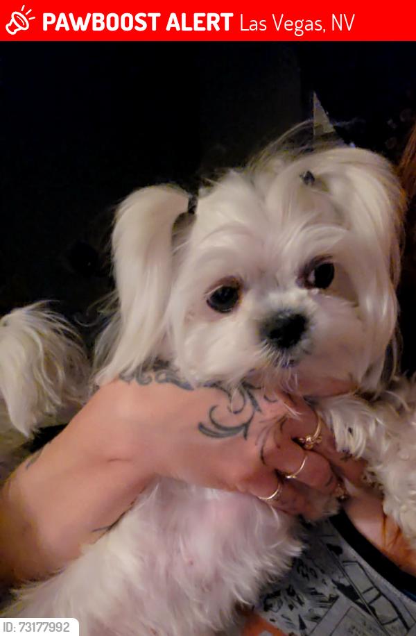 Lost Female Dog last seen Sahara, Las Vegas, NV 89142