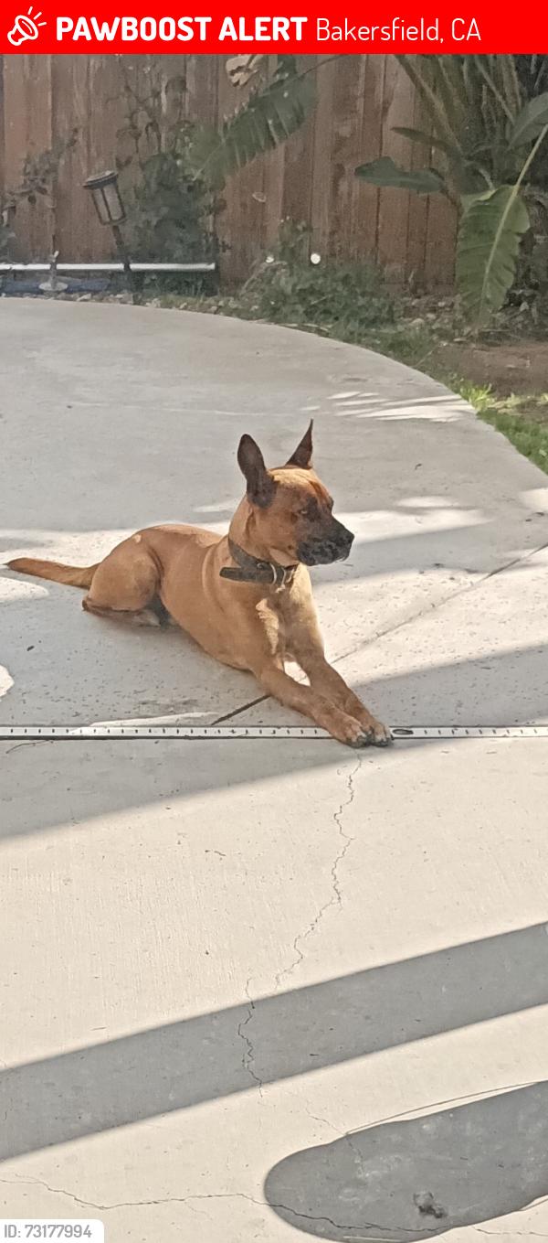 Lost Male Dog last seen Union, Bakersfield, CA 93306