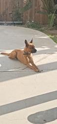 Lost Male Dog last seen Union, Bakersfield, CA 93306