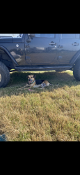 Reunited Male Dog last seen LJ parkway & hangerson, Sugar Land, TX 77479