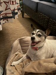 Reunited Male Dog last seen Newport county club, Menifee, CA 92584