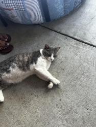 Reunited Male Cat last seen Pacific ave & 5th St, Simi Valley, CA 93065