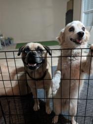 Found/Stray Male Dog last seen Vine Elementary School, West Covina, CA 91791