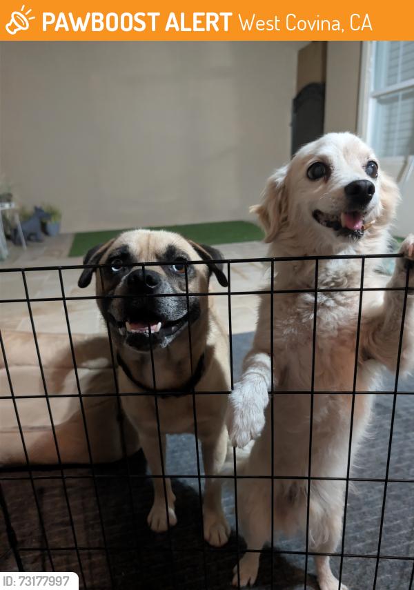 Found/Stray Male Dog last seen Vine Elementary School, West Covina, CA 91791