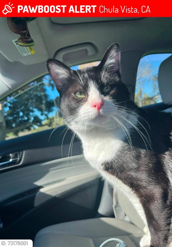 Lost Male Cat last seen Woodlawn Ave, Chula Vista, CA 91910