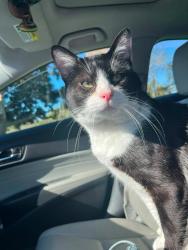 Lost Male Cat last seen Woodlawn Ave, Chula Vista, CA 91910