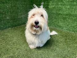 Shelter Stray Male Dog last seen , 5210 W Ave I, Lancaster, CA 93536, USA