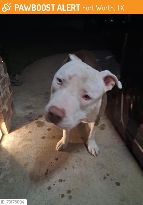 Found/Stray Male Dog last seen Helmick ave, Fort Worth, TX 76107