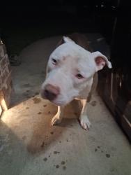 Found/Stray Male Dog last seen Helmick ave, Fort Worth, TX 76107