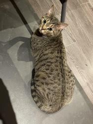 Lost Male Cat last seen Hyw7 /9th line, Markham, ON L3P 3T7
