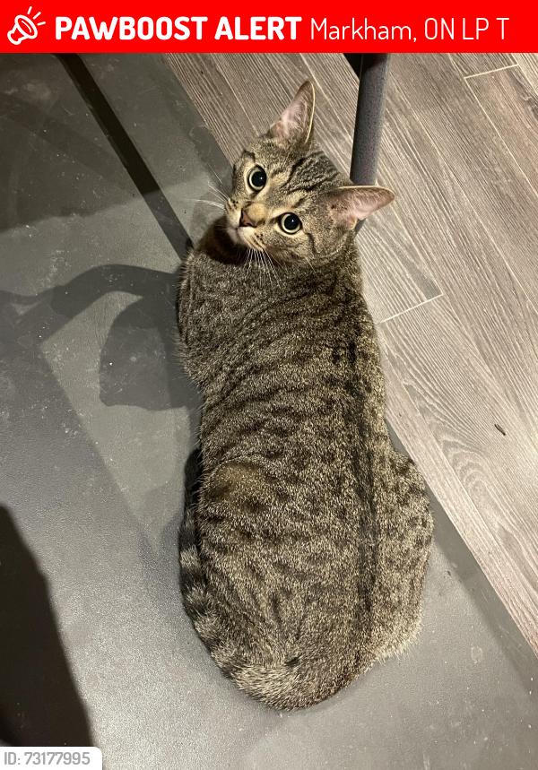 Lost Male Cat last seen Hyw7 /9th line, Markham, ON L3P 3T7